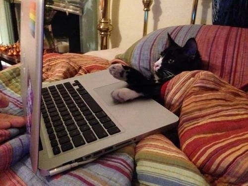 Katt i säng